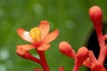 Jatropha podagrica flowers, Buddha Belly plant