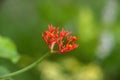 Jatropha podagrica flowers, Buddha Belly plant