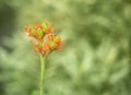 Jatropha podagrica flowers, Buddha Belly plant