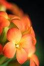 Orange Flowers Of Kalanchoe Blossfeldiana