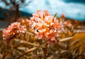 Orange flowers with leaves in the garden on summer day Royalty Free Stock Photo