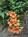 Orange flowers in summer very beautiful indian