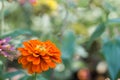 Orange Flowers Royalty Free Stock Photo