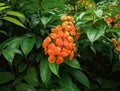 Orange flowers with lush green leaves Royalty Free Stock Photo