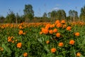 Orange flowers meadow Trollius asiaticus