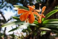 Orange flowers of the Mokara orchid plant