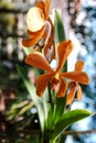 Orange flowers of the Mokara orchid plant Royalty Free Stock Photo