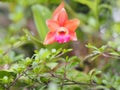 Orange flowers name of Catt.Pride of Im-Jin red yellow petals Small flowers cute thick petals Royalty Free Stock Photo