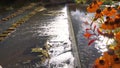 Orange flowers at old dam