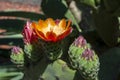 Orange flowers of a opuntia tomentosa cactus