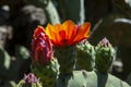 Orange flowers of a opuntia tomentosa cactus