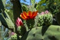 Orange flowers of a opuntia tomentosa cactus