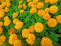 Orange flowers . Royalty Free Stock Photo