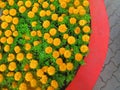 Orange flowers . Royalty Free Stock Photo