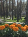 Orange flowers over in sun in Central Park in Irpin or Irpen - Kyiv - Ukraine Royalty Free Stock Photo