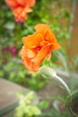 Orange flowers of Papaver rupifragum Double Tangerine Gem Poppy Double Royalty Free Stock Photo
