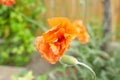 Orange flowers of Papaver rupifragum Double Tangerine Gem Poppy Royalty Free Stock Photo