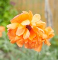 Orange flowers of Papaver rupifragum Double Tangerine Gem Poppy Royalty Free Stock Photo