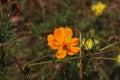 orange flowers persist in summer