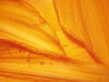 Orange Flowers Petals Texture Royalty Free Stock Photo