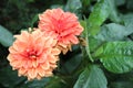 Orange flowers with raindrops Royalty Free Stock Photo