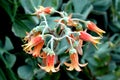 Orange flowers of succulent plant