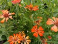 Orange flowers start bloom