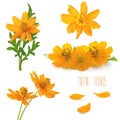 Flowers of sulfur cosmos on a white background Royalty Free Stock Photo