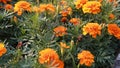 Orange Flowers Swaying in the Wind. Close-up.