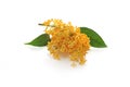 Orange flowers of sweet osmanthus Royalty Free Stock Photo