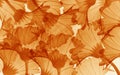 Orange flowers texture