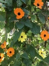 Orange flowers of the Thunbergia alata plant. poet\'s eye