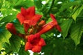 Orange flowers on a tree close-up. Nature in summer Royalty Free Stock Photo