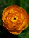 Orange flowers Trollius Asiaticus Royalty Free Stock Photo