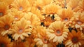Hyperrealistic Illustrations Of Orange Flowers On Large Canvases Royalty Free Stock Photo