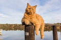 Orange fluffy cat resting on river pier wooden rail - beautiful ginger cat looking at camera