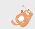 The orange fluffy chubby cat needs love on Valentine`s day and everyday