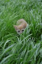 Orange fluffy kitten hiding in the green grass on a summer day