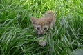 Orange fluffy kitten hiding in the green grass on a summer day Royalty Free Stock Photo