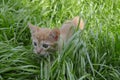 Orange fluffy kitten hiding in the green grass on a summer day Royalty Free Stock Photo