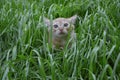 Orange fluffy kitten hiding in the green grass on a summer day Royalty Free Stock Photo