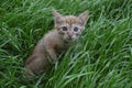 Orange fluffy kitten hiding in the green grass on a summer day