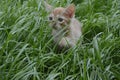 Orange fluffy kitten hiding in the green grass on a summer day Royalty Free Stock Photo