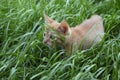 Orange fluffy kitten hiding in the green grass on a summer day Royalty Free Stock Photo