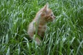 Orange fluffy kitten hiding in the green grass on a summer day