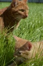 Orange fluffy kitten hiding in the green grass on a summer day Royalty Free Stock Photo