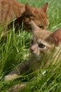 Orange fluffy kitten hiding in the green grass on a summer day