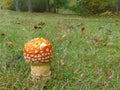 Orange Fly Agaric Mushroom With White Spot 1 Royalty Free Stock Photo