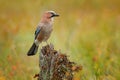 Orange forest leaves with beautiful bird. Close-up portrait of beautiful jay. Portrait of nice bird Eurasian Jay, Garrulus glandar