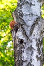 Orange forest squirrel on the trunk of an old birch near its hollow Royalty Free Stock Photo